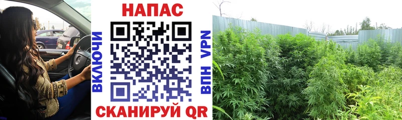 Марихуана OG Kush  купить   Белгород 